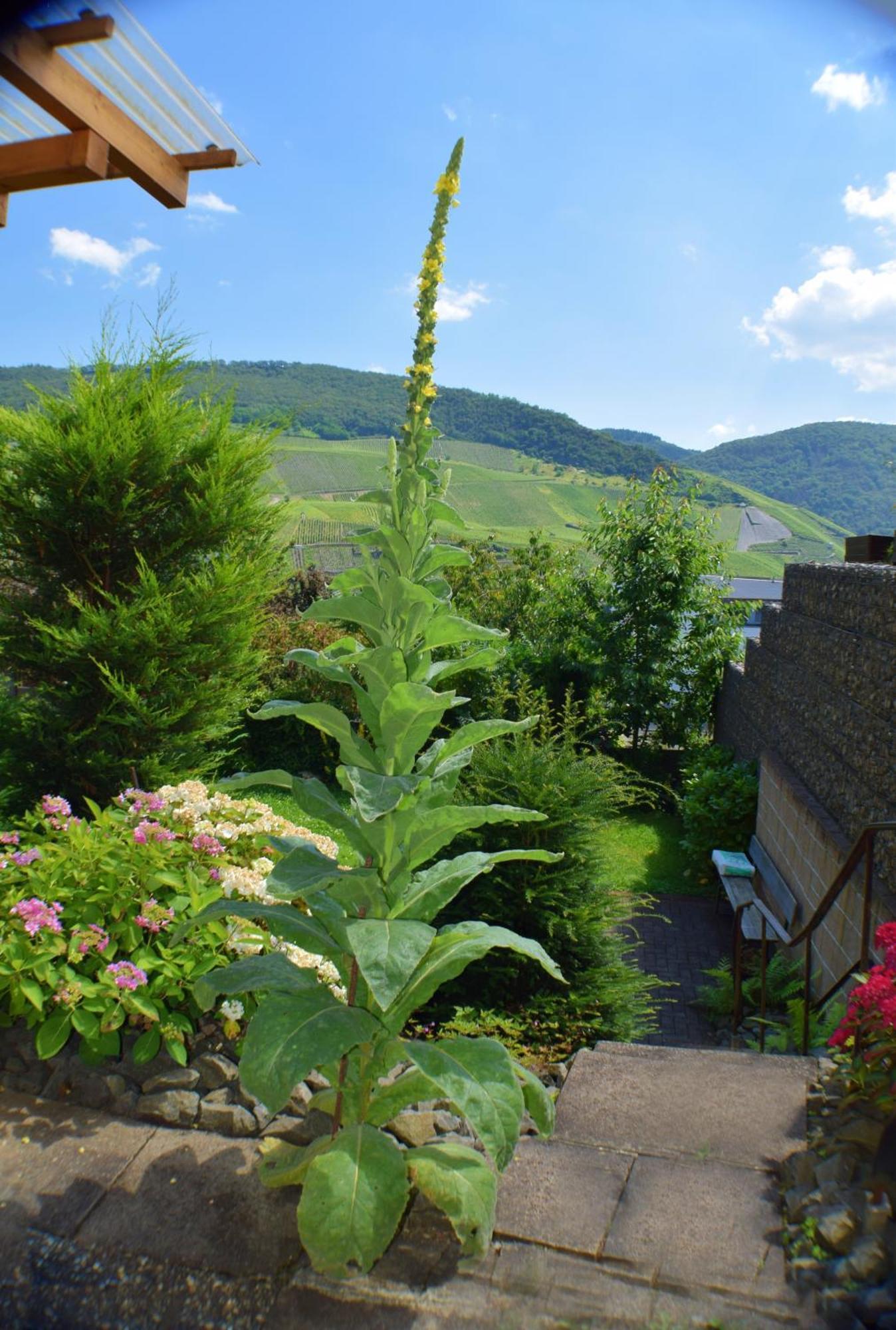 Haus Constanze Apartment Bernkastel-Kues Bagian luar foto